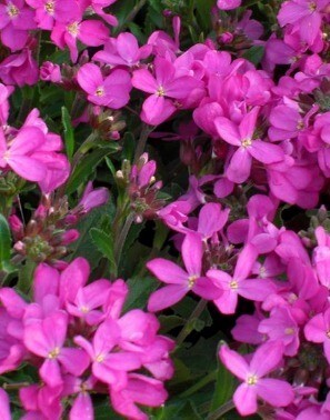 Arabis Rose Six Pack