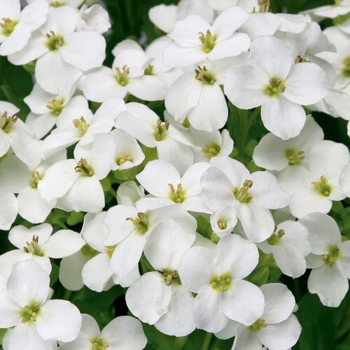 Arabis White Six Pack