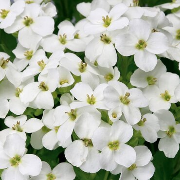 Arabis White Six Pack