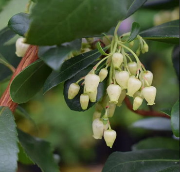 Arbutus unedo 10 Litre - image 2