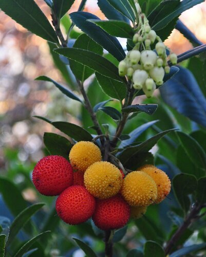 Arbutus Unedo 3 Litre