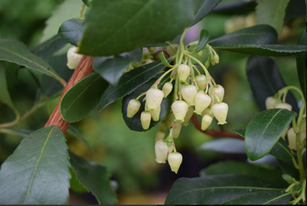 Arbutus unedo 'Compacta' 3 Litre - image 1