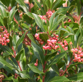 Arbutus Unedo Rubra 3 Litre - image 3