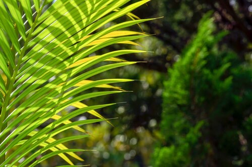 Areca (Dypsis) 24cm - image 1