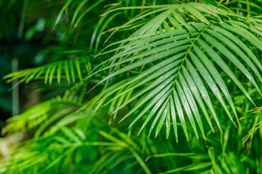 Areca (Dypsis) 24cm - image 2