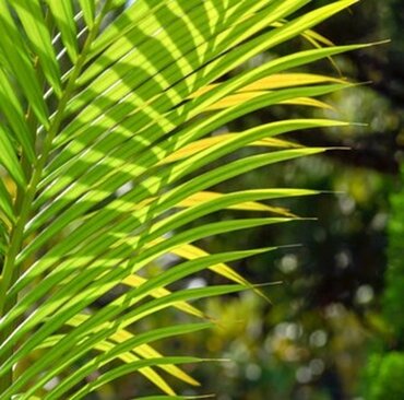 Areca (Dypsis) 24cm - image 1