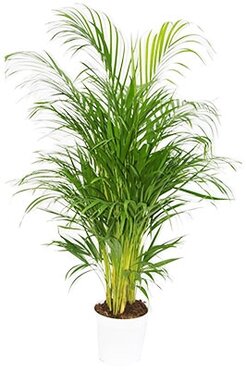 Areca Dypsis Lutescens (19cm pot)