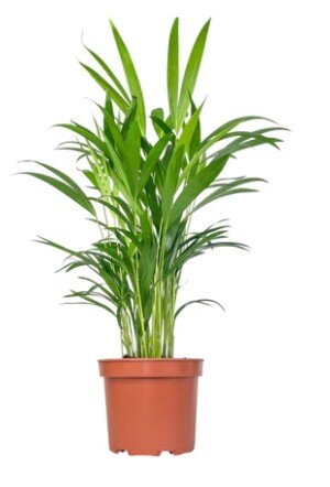 Areca Palm 17cm