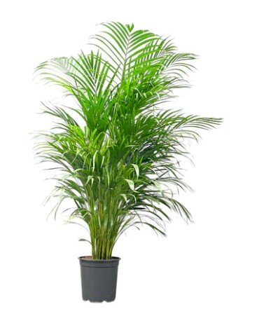 Areca Palm 24cm