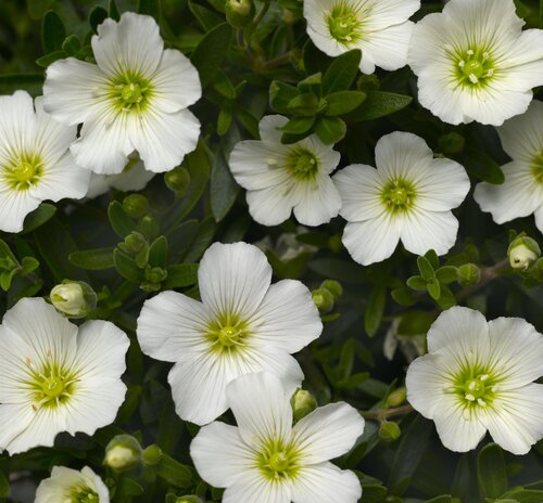 Arenaria Montana 2 Litre