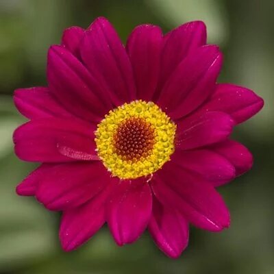 Argyranthemum Deep Rose 1 Litre