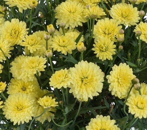 Argyranthemum Double Lemon 1 Litre