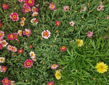 Argyranthemum Mixed 3 Litre