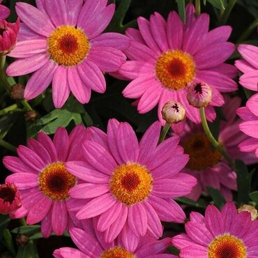 Argyranthemum Pink Jumbo Six Pack