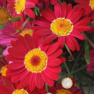 Argyranthemum Red Jumbo Six Pack