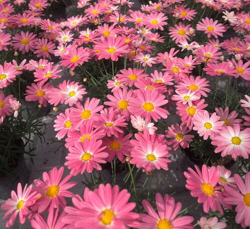 Argyranthemum Shrimpy Pink 1 Litre