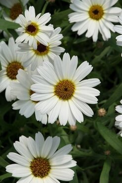 Argyranthemum White Jumbo Six Pack