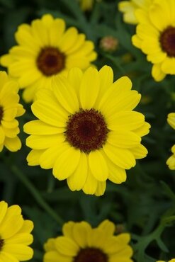 Argyranthemum Yellow Jumbo Six Pack