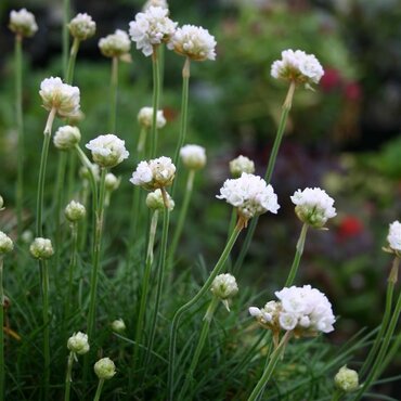 Armeria Abbey White 2 Litre