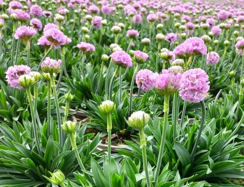 Armeria Armada Rose 2 Litre