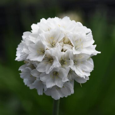 Armeria Dream Clouds 2 Litre