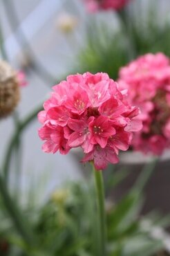 Armeria Dreameria Dreamland 2 Litre