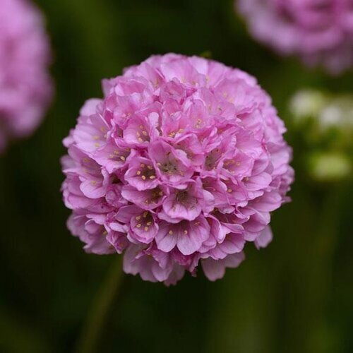 Armeria Dreameria Sweet Dreams 2 Litre