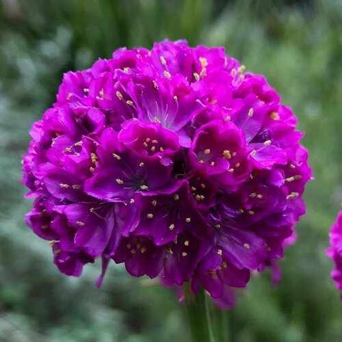 Armeria Dreameria Vivid Dreams 2 Litre