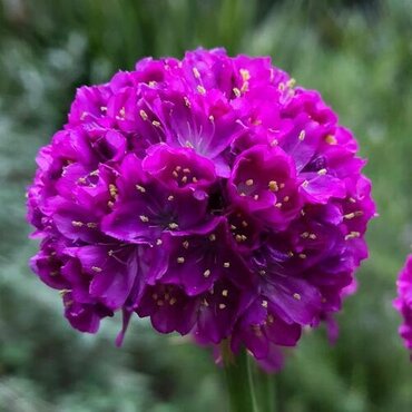 Armeria Dreameria Vivid Dreams 2 Litre
