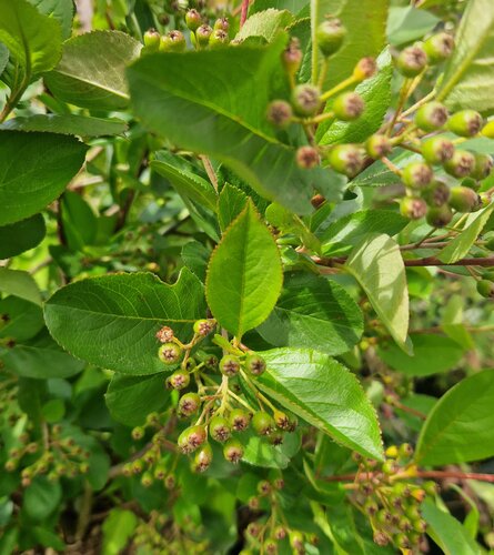 Aronia Melanocarpa 3 Litre