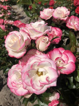 Art Deco Bush Rose 3 Litre