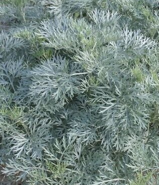 Artemisia 'Powis Castle' 3 Litre