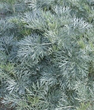 Artemisia Powis Castle 3 Litre - image 2