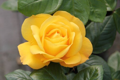 Arthur Bell Bush Rose 3 Litre - image 1