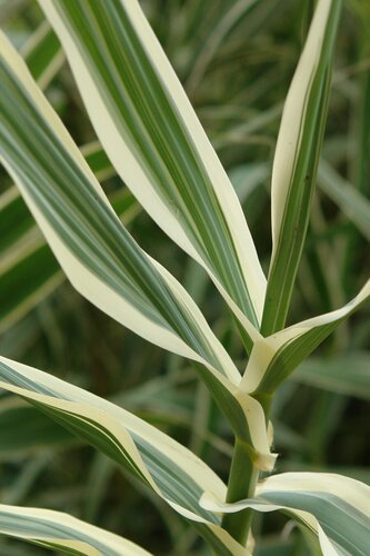 Arundo donax 'Variegata' 3 Litre