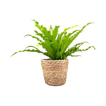 Asplenium 12cm Osaka in Basket