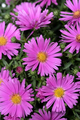 Aster Alpha Light Pink 2 Litre