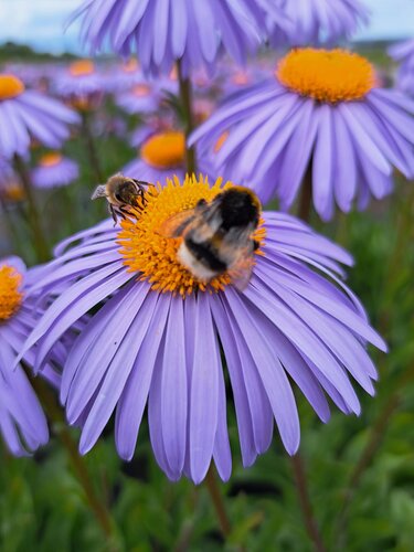Aster Berggarten 3 Litre - image 1