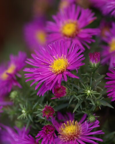 Aster Deep Rose 1.5 Litre