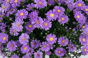 Aster Dumosus Blue Lapis 3 Litre