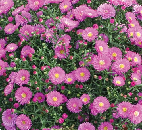 Aster Dumosus Rose Crystal 3 Litre
