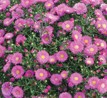 Aster Dumosus Rose Crystal 3 Litre