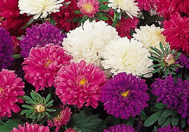 Aster Mixed Six Pack