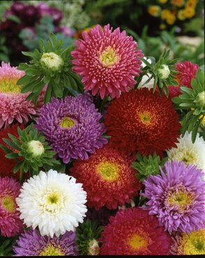 Aster Mixed Six Pack