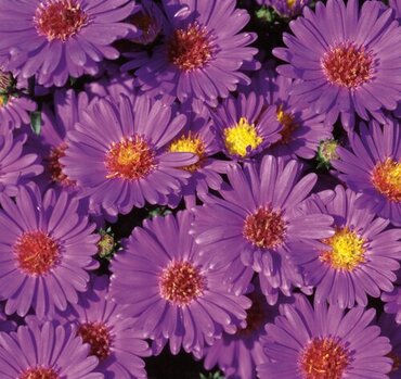 Aster Purple 10.5cm