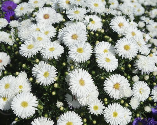 Aster White 1.5 Litre