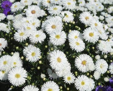 Aster White 1.5 Litre