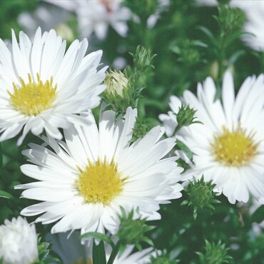 Aster White 10.5cm