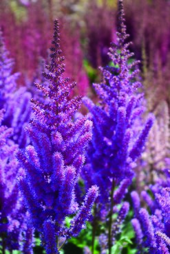Astilbe Black Pearls 5 Litre