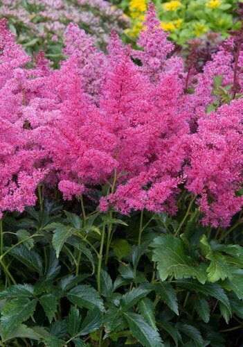 Astilbe Bonn 3 Litre